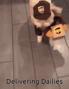 dog cute.gif