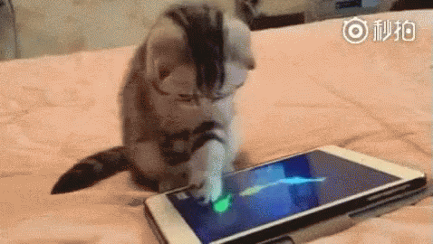 smartphone cat.gif
